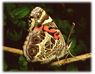 American Painted Lady butterfly