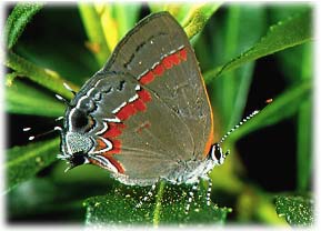 Red-banded Hairstreak