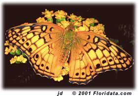 Variegated Fritillary
