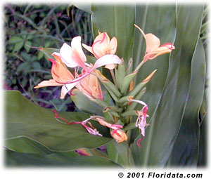 Hedychium 'Sherry Baby'
