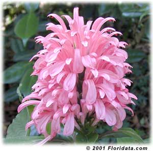 pink jacobinia