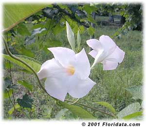 mandevilla