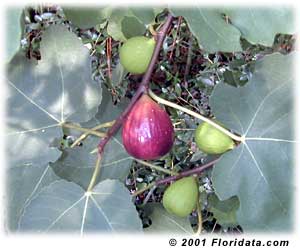 ripe fig