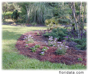 flower bed