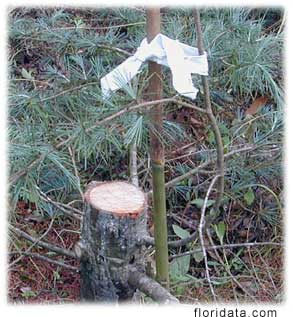 cedar leader