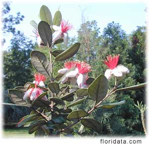 feijoa flowers