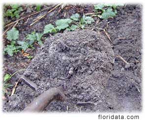 composted dog manure