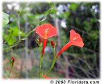 red morning glory