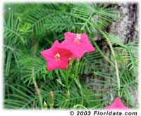 cypress vine