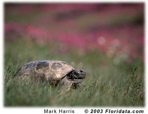 gopher tortoise