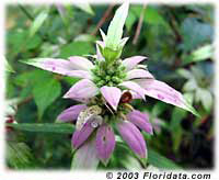spotted horsemint