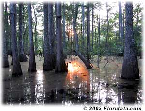 Jack's Cypress Pond