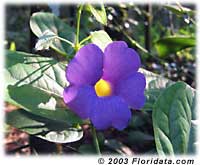 scrambling skyflower