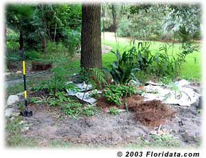 Jack's new shade garden