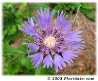 Stokes aster