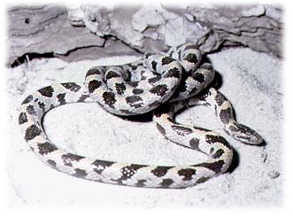 eastern diamondback rattlesnake