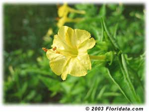 Mirabilis Jalapa